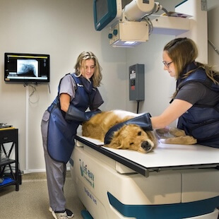 Pet Diagnostic Imaging in Mineral